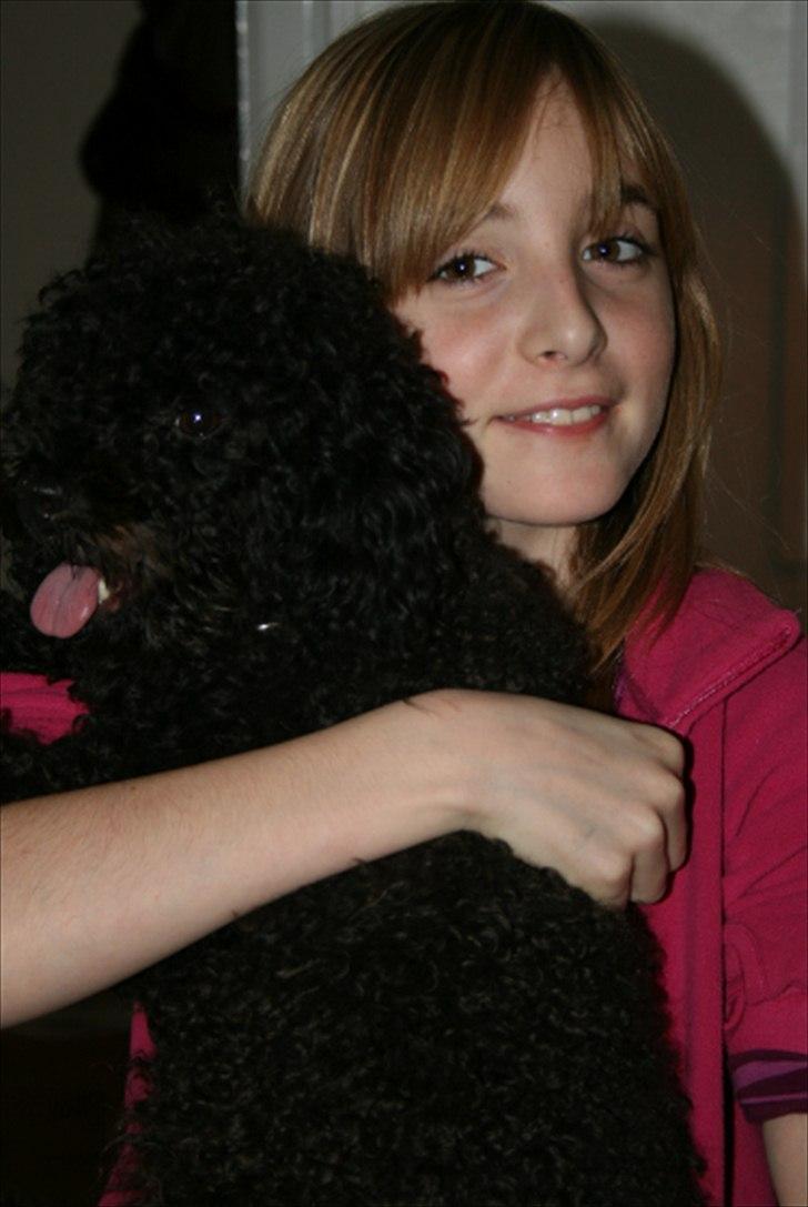 Dværgpuddel Niño - En ven for livet<3 billede 14