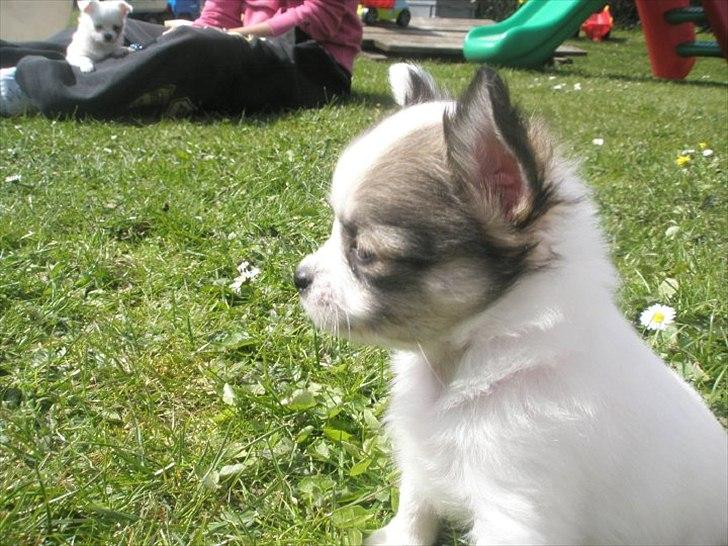 Chihuahua Misha - Misha som hvalp ;) billede 4