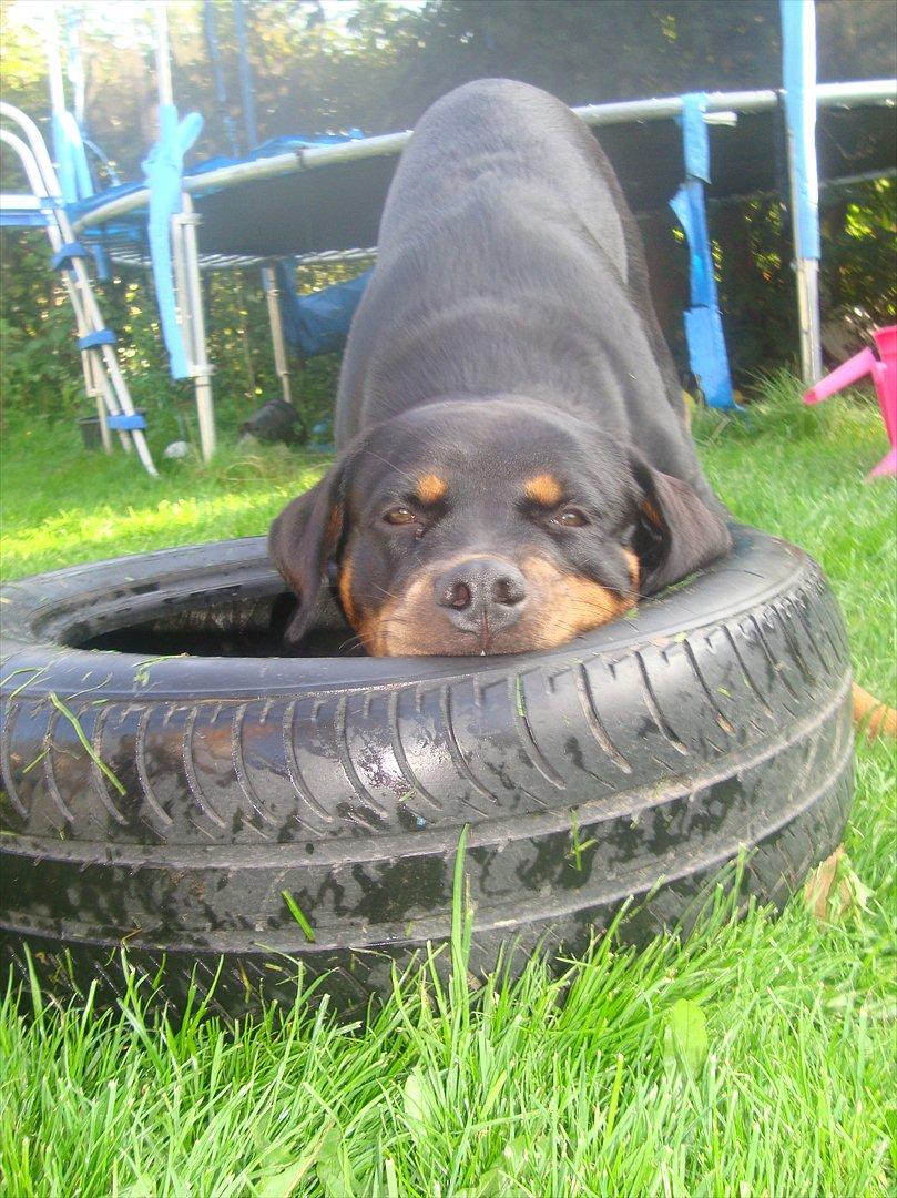 Rottweiler Nanna Hartmann billede 1