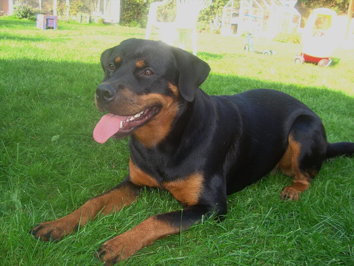 Rottweiler Nanna Hartmann billede 4