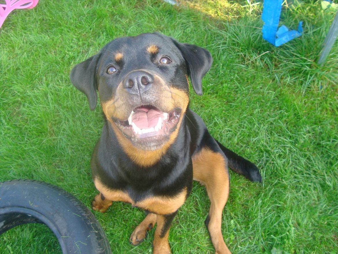 Rottweiler Nanna Hartmann billede 5