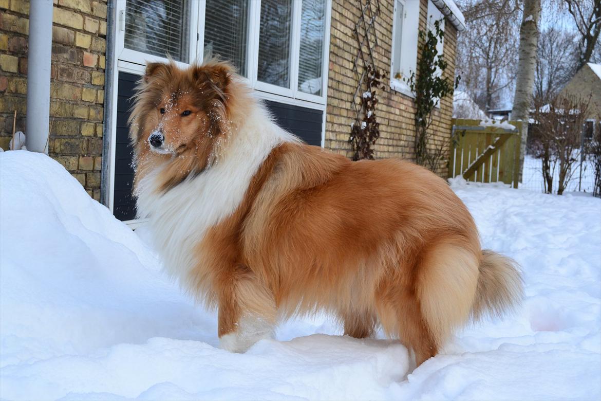 Collie langhåret Mischa - Mischa i sne billede 1