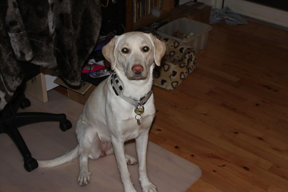 Labrador retriever Bella - Bella 1 år og 3 måneder er hun her, billede taget i november måned 2011 billede 1