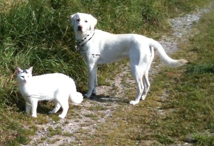 Labrador retriever Bella - Bella ca 1 år gammel sammen med min hankat som hun elsker og gå ture sammen med.  billede 2