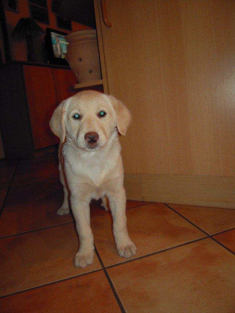 Labrador retriever Bella - Bella knap 8 uger gammel billede 3