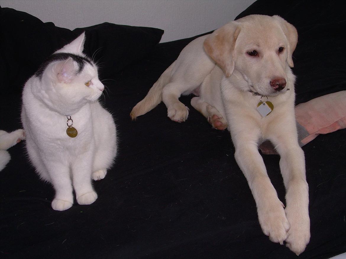 Labrador retriever Bella - Bella og Oliver billede 4