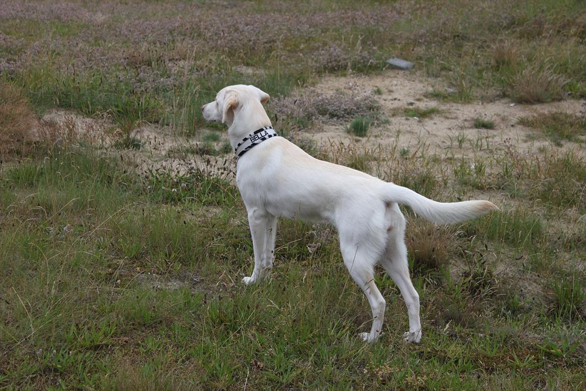 Labrador retriever Bella - Bella der har fået øje på noget. Rigtig flot holdning hun har billede 5