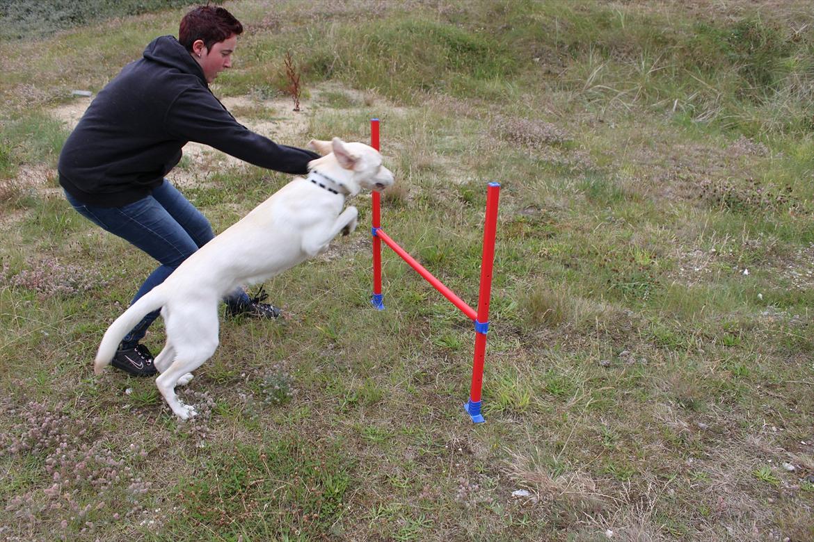 Labrador retriever Bella - En dag hvor vi var ved at springe, hun elsker det og er blevet super god til det billede 6