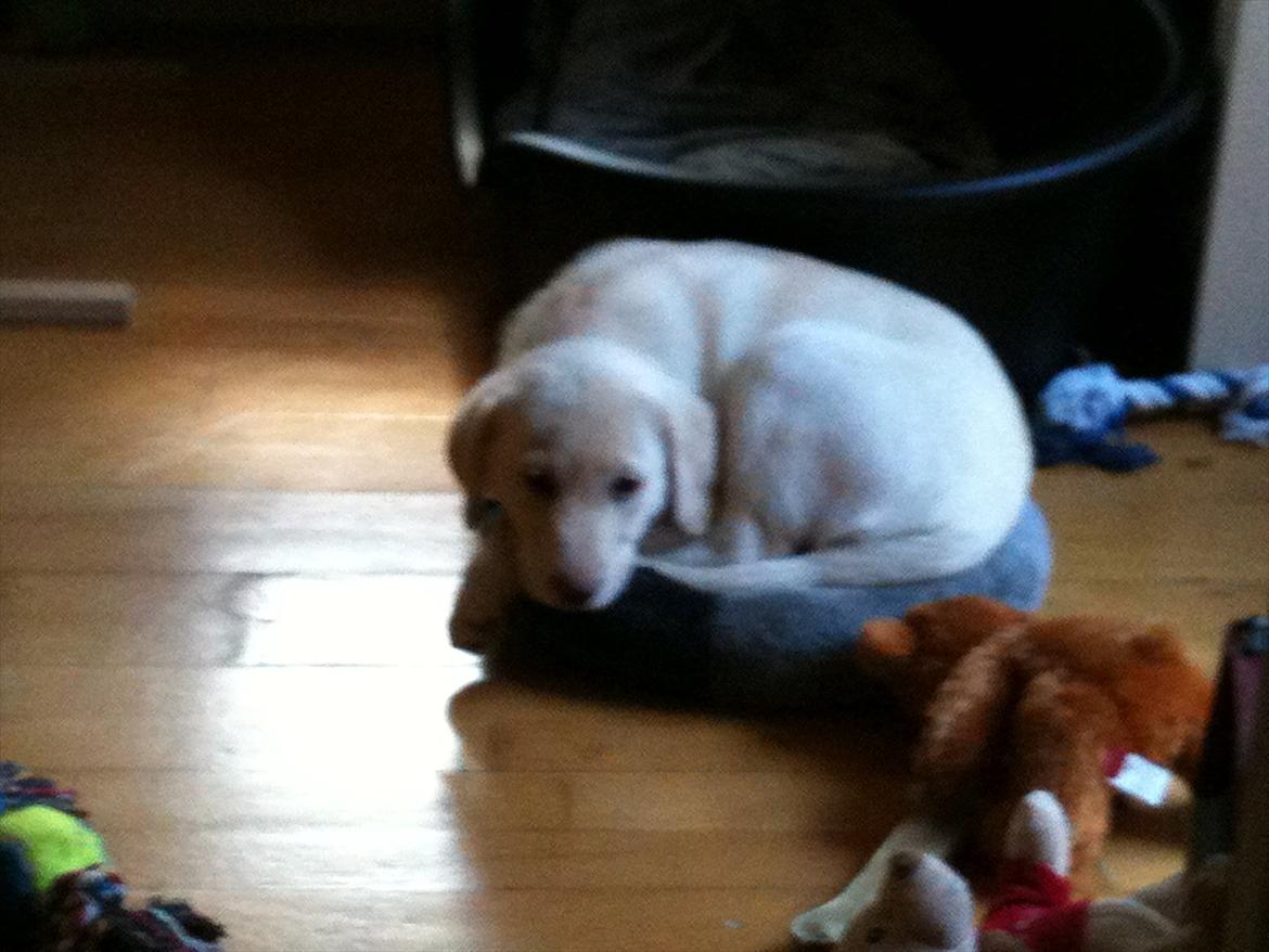 Labrador retriever Bella - Bella ca 10 uger gammel billede 7