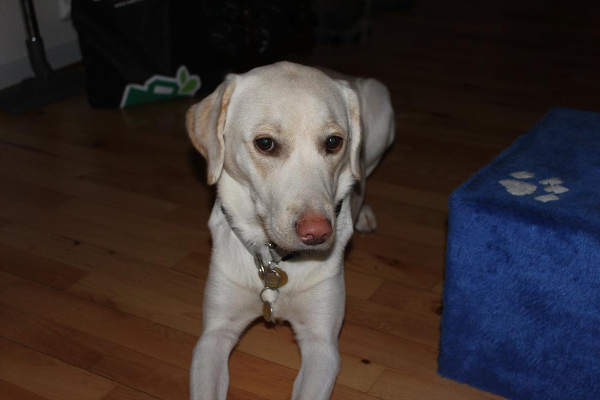 Labrador retriever Bella - Bella i vores nye lejlighed, billede taget i november 2011 billede 8