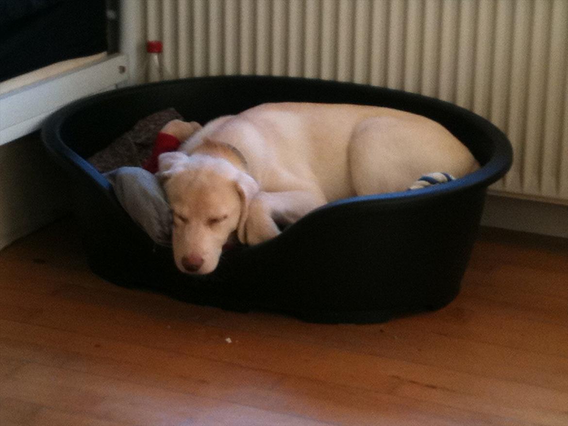 Labrador retriever Bella - Bella elsker og sove i hendes kurv billede 9