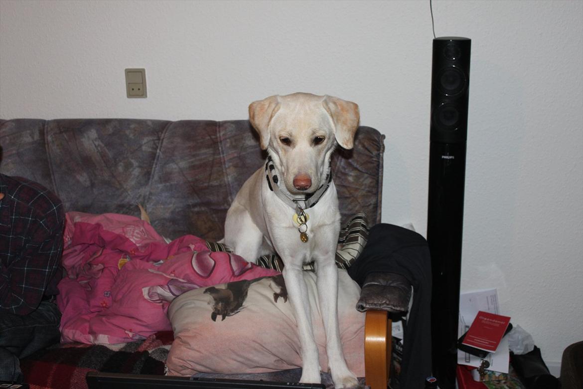 Labrador retriever Bella - Bella kigger på computer :D billede 10