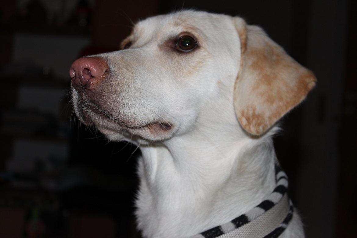 Labrador retriever Bella - Et lille nærbillede  billede 11