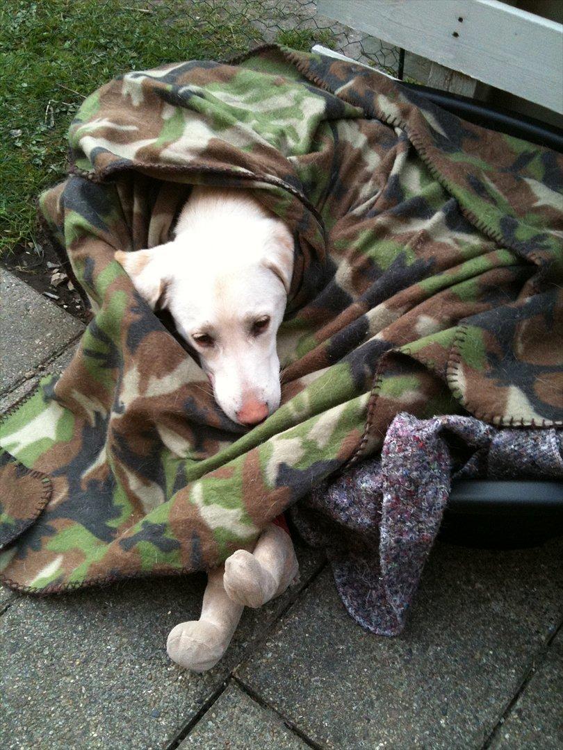 Labrador retriever Bella - Der er ikke noget bedre end at ligge i sin kurv pakket godt ind i ny vaskede lune tæpper billede 12