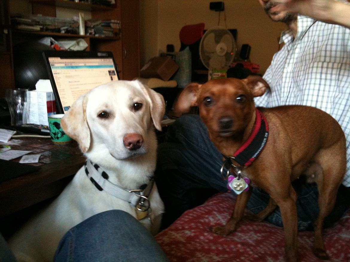 Labrador retriever Bella - Bella sammen med min fars hund, der er lidt størrelses forhold. hehe billede 13