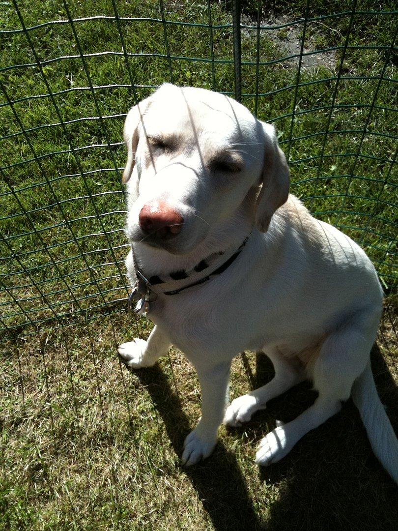 Labrador retriever Bella - Bella elsker og tage sol billede 14