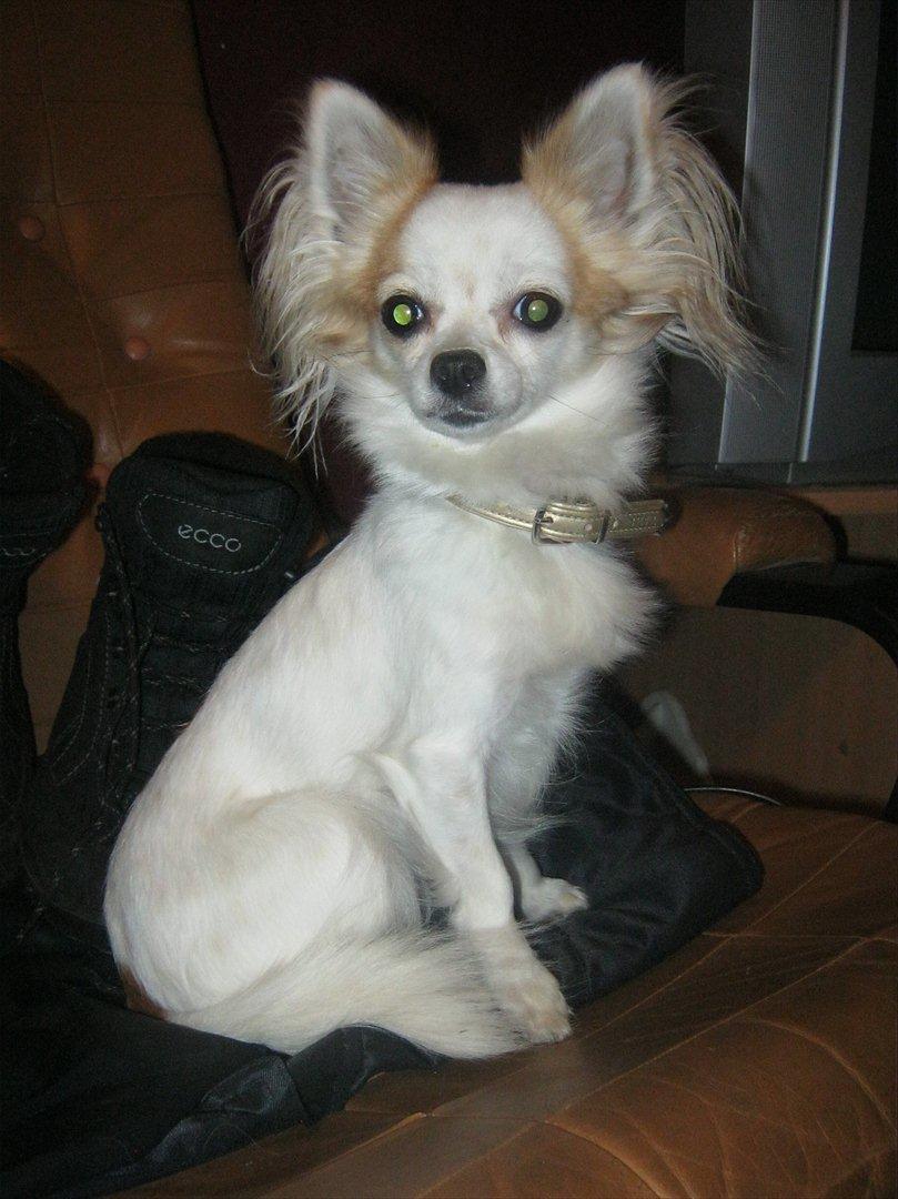 Chihuahua Tutte - Sidder fint, og undres over hvorfor der kommer et kæmpe hvidt lys, og ikke en godbid :) billede 1