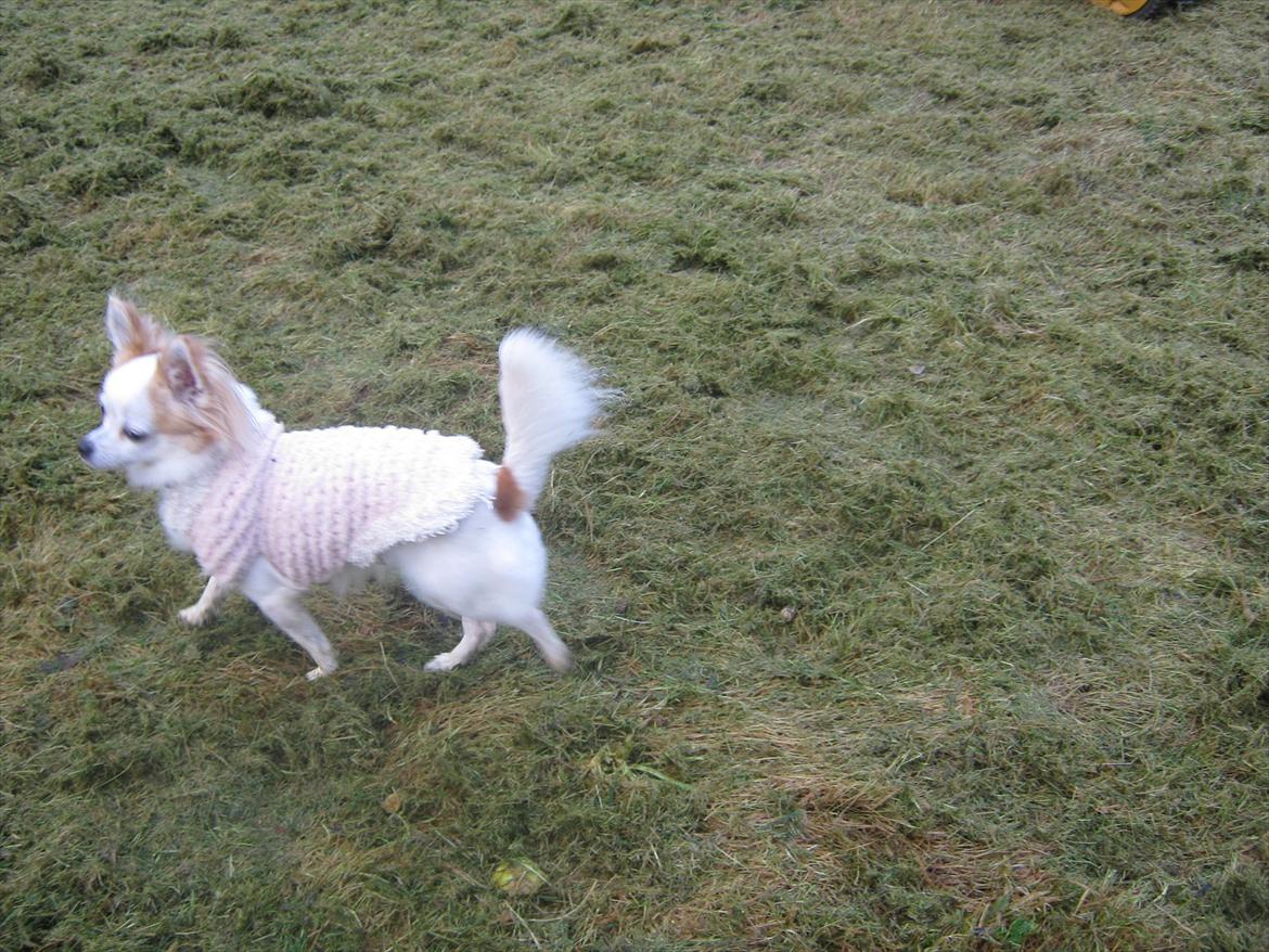 Chihuahua Tutte - Første tur i haven, og så skal der da en havevandring til :) billede 2