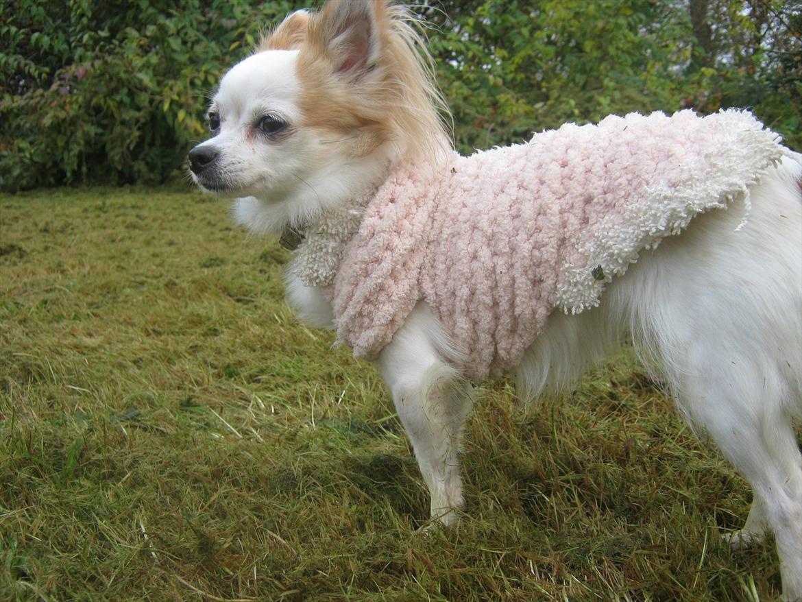 Chihuahua Tutte - Jeah, det så stort ud den første dag, i forhold til de små byforhold, kom kommer fra. billede 3