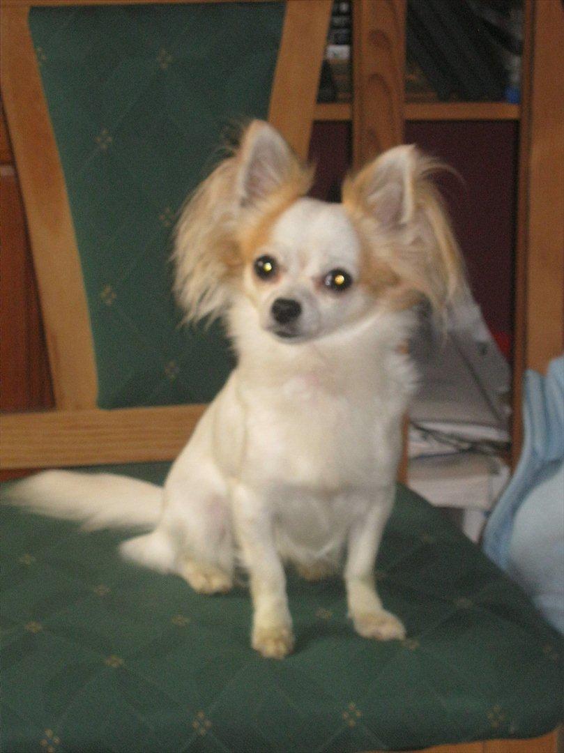 Chihuahua Tutte - Stolen her 'ejer' hun også... :p billede 4