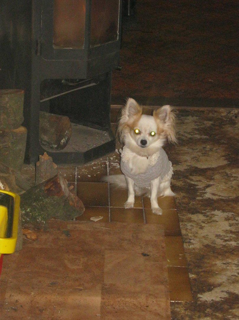 Chihuahua Tutte - Dræberøjne foran brændeovnen :) billede 5