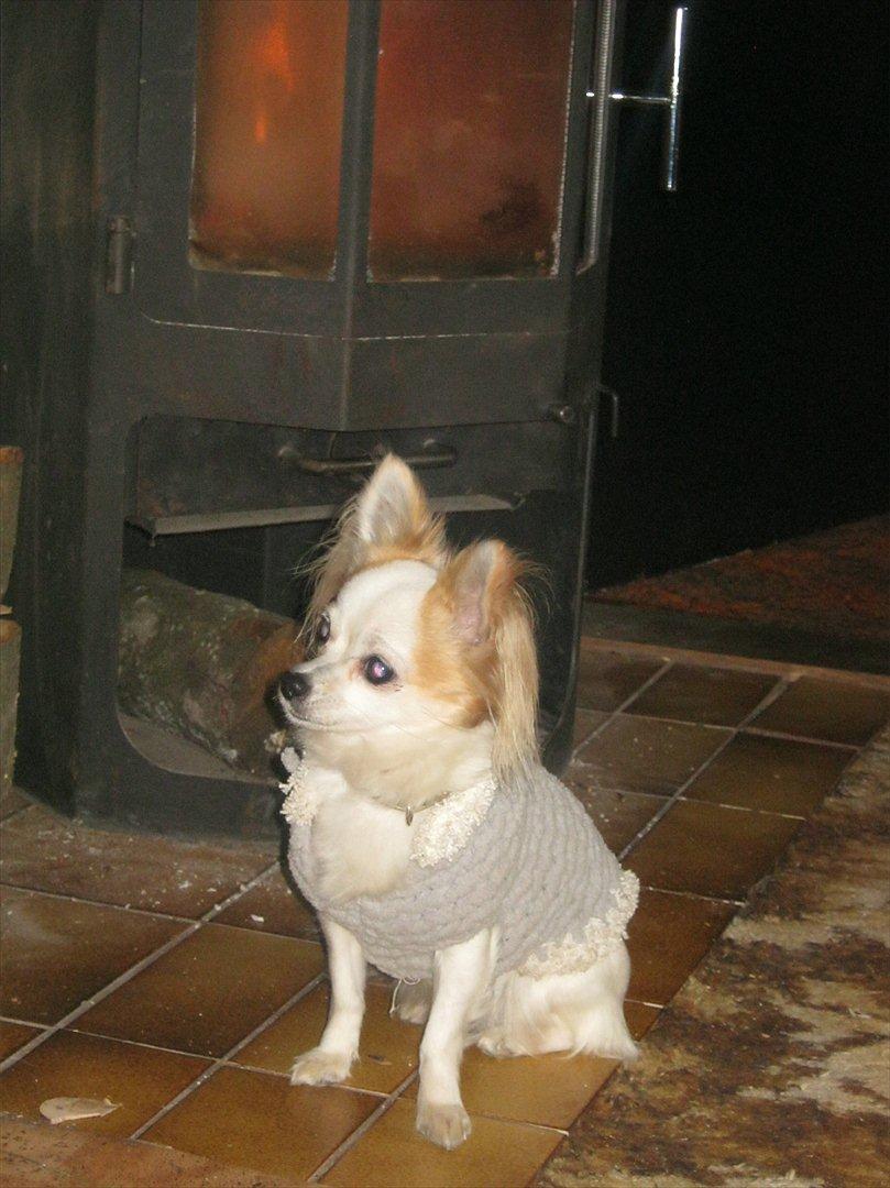 Chihuahua Tutte - Men varmen er nu så dejlig... billede 6