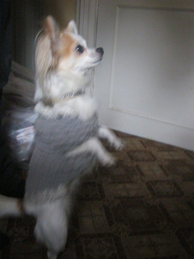 Chihuahua Tutte - Lidt sløret, men vi kan stå på to ben :D billede 7