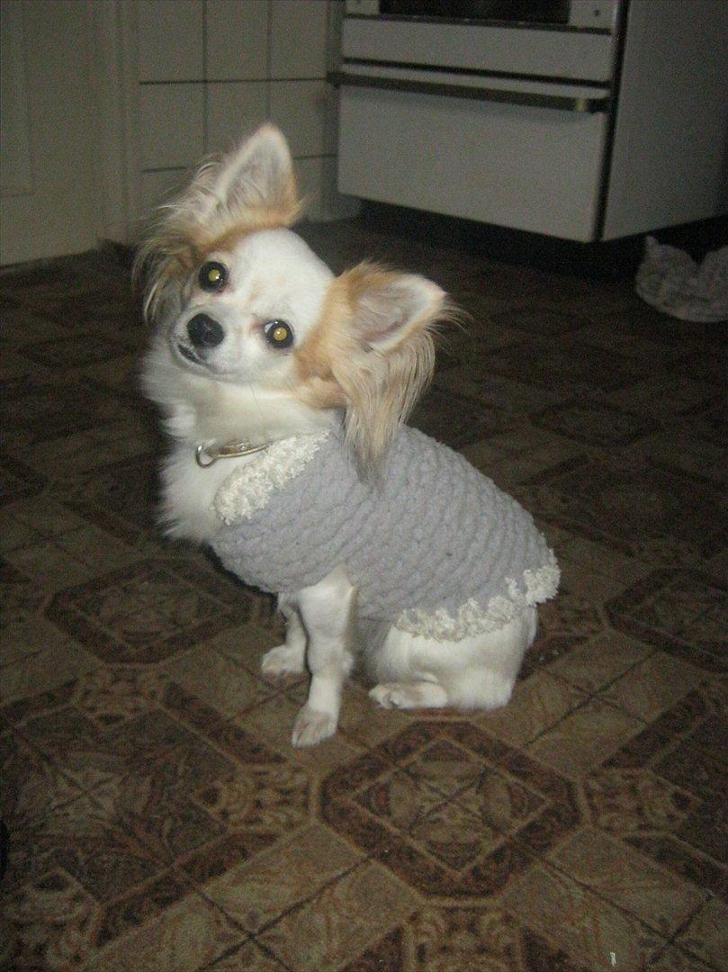 Chihuahua Tutte - Ser jeg ikke sød ud når jeg gerne vil dele din mad med dig?... ;) billede 8