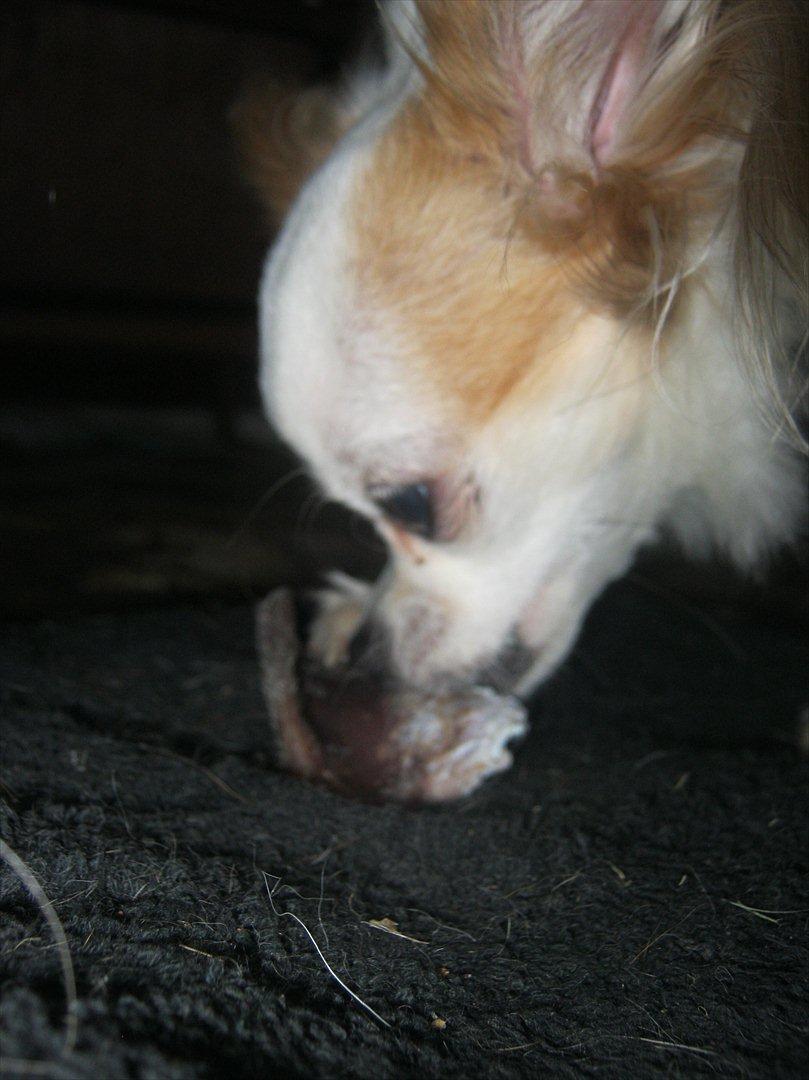 Chihuahua Tutte - LYKKEN ER ET ØRE FRA EN DØD GRIS... billede 9