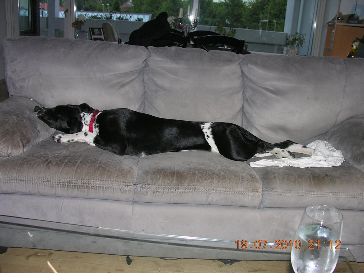 Blanding af racer Alberte billede 10