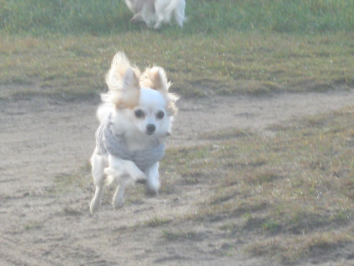 Chihuahua Tutte - I fuld spring på galløkken:D det er lidt sløret :s billede 10