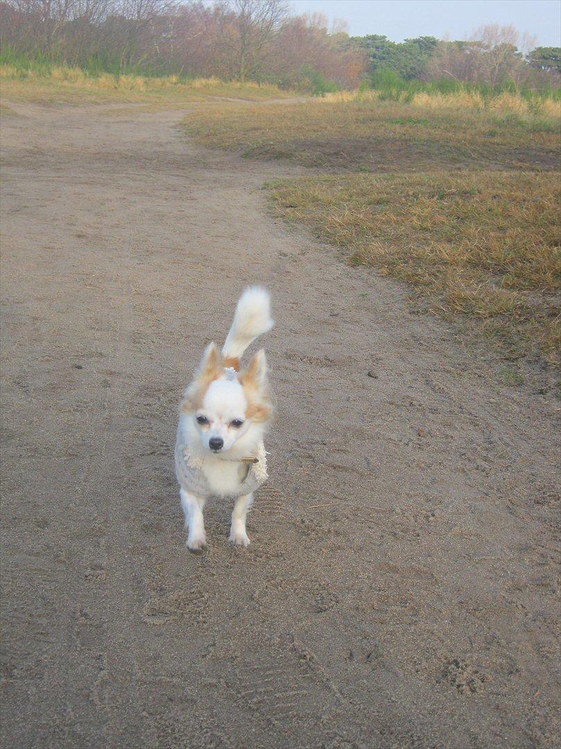 Chihuahua Tutte - Tur, og vi er SÅÅ dygtig uden snor :) billede 11