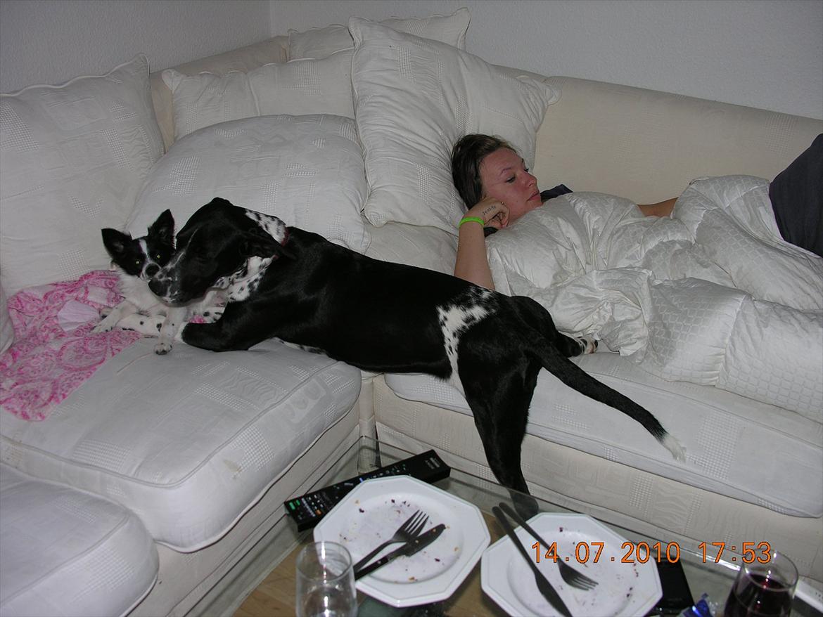 Blanding af racer Alberte billede 12