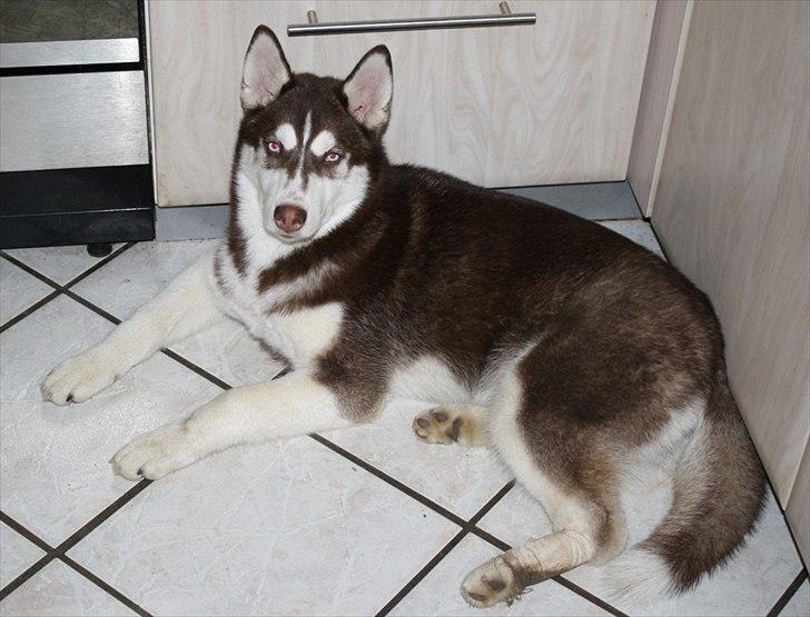 Siberian husky snowhuskyzemabor alicia billede 5