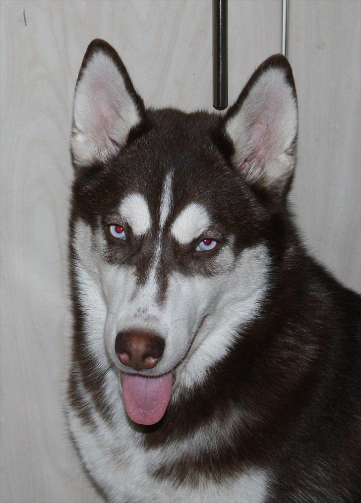 Siberian husky snowhuskyzemabor alicia billede 6