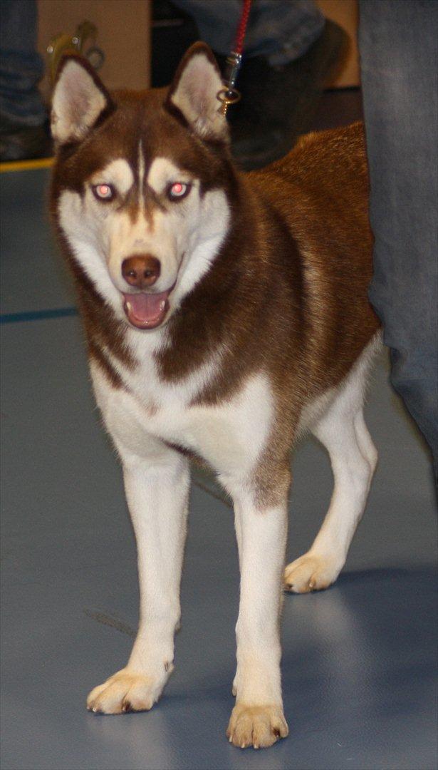 Siberian husky snowhuskyzemabor alicia billede 7