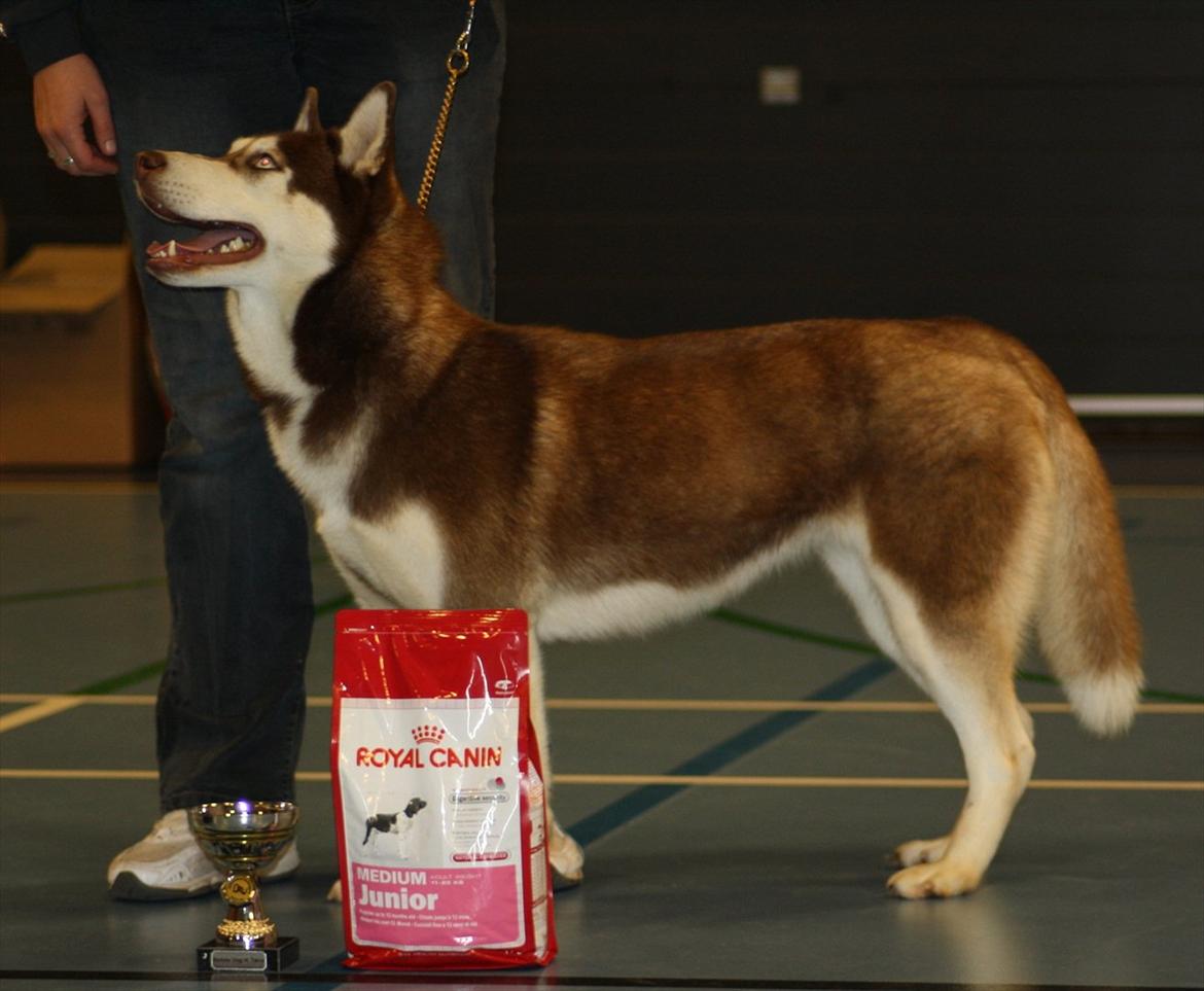 Siberian husky snowhuskyzemabor alicia billede 3