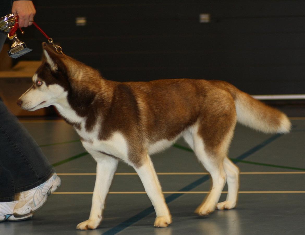 Siberian husky snowhuskyzemabor alicia billede 4