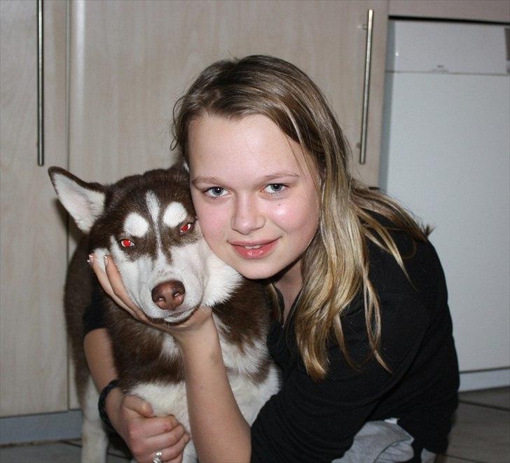 Siberian husky snowhuskyzemabor alicia billede 8