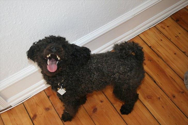 Dværgpuddel Niño - En ven for livet<3 billede 13