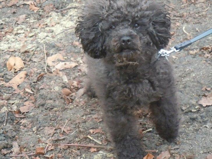 Dværgpuddel Niño - En ven for livet<3 billede 15