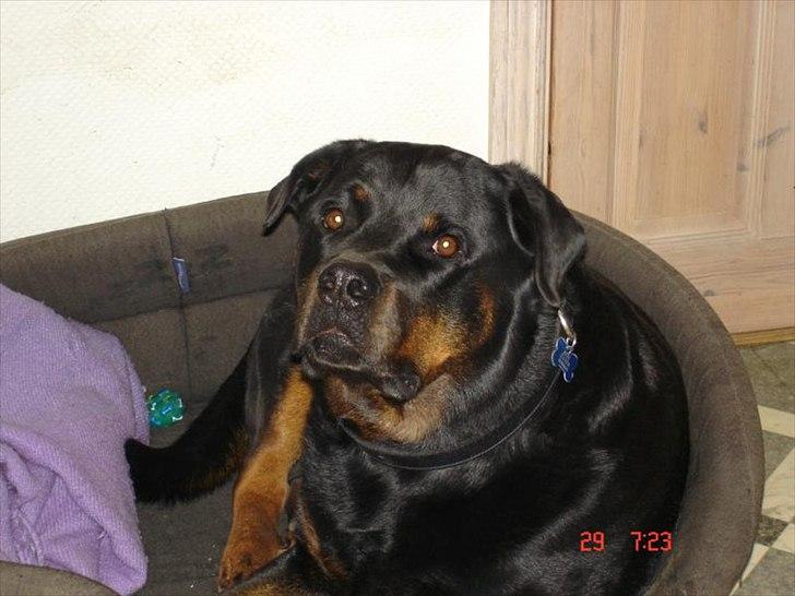 Rottweiler Rocky *HIMMELHUND* billede 2