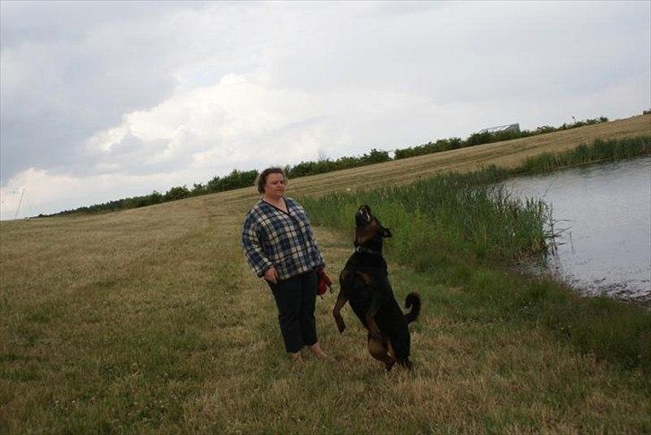 Rottweiler Rocky *HIMMELHUND* - HOP - efter godbidden billede 4