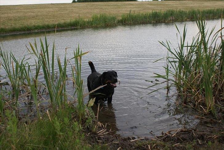 Rottweiler Rocky *HIMMELHUND* - Han elskede vand - men kun til der hvor han kunne bunde.
Han svømmde fantastisk godt, men kunne ikke lide det der med, at jorden forsvandt under fusserne, når man kom for langt us XD billede 5