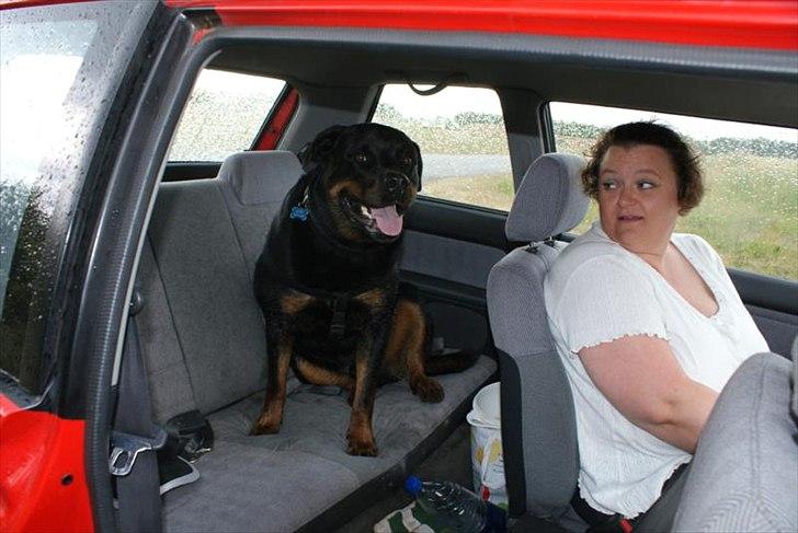 Rottweiler Rocky *HIMMELHUND* - Mig og Rocky i Bilen billede 6