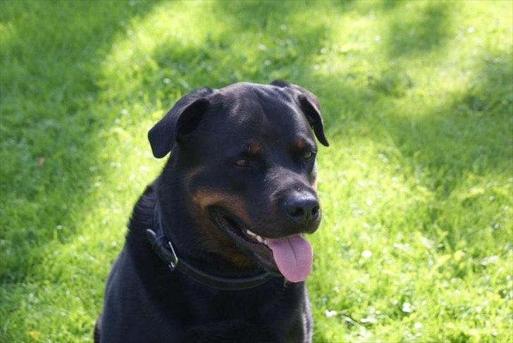 Rottweiler Rocky *HIMMELHUND* - Han havde riiigtig mange kølenavne...

Rock-log
Rocky-rottweiler
Rock-loggen
Rocky-mauntain

osv... billede 7