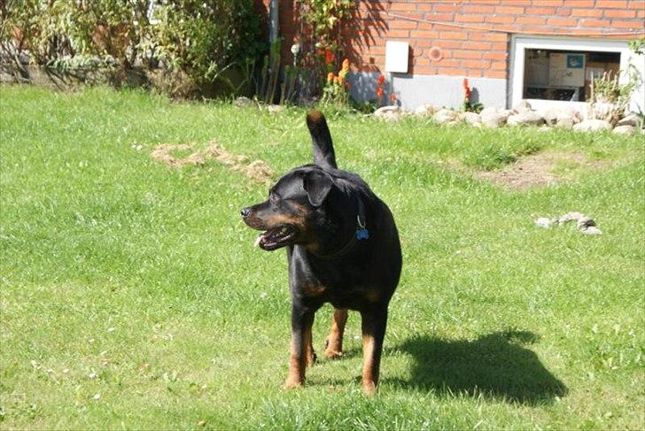 Rottweiler Rocky *HIMMELHUND* - Rocky i haven billede 8