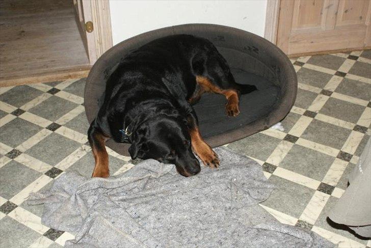 Rottweiler Rocky *HIMMELHUND* - SNORK billede 9
