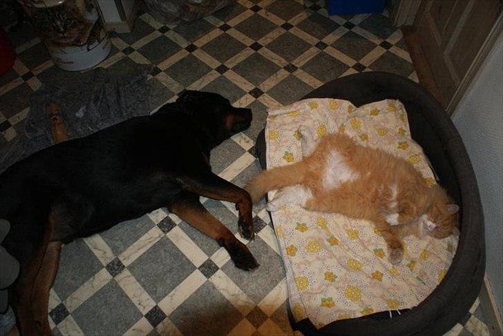 Rottweiler Rocky *HIMMELHUND* - Selv om katten har stjålet kurven, så skal han ikke tro han får den!! billede 10