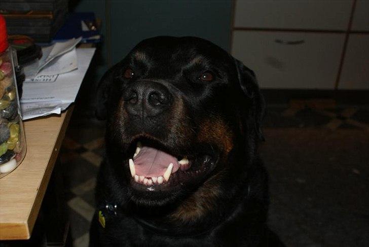 Rottweiler Rocky *HIMMELHUND* - HAIIIIIIIIIIIIIIIIII billede 11